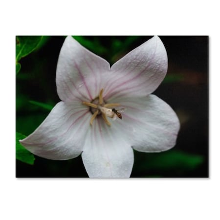 Trademark Fine Art Kurt Shaffer 'Irridesence' Canvas Art, 35x47 KS524-C3547GG